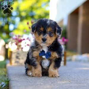 Bam Bam, Yorkie Poo Puppy